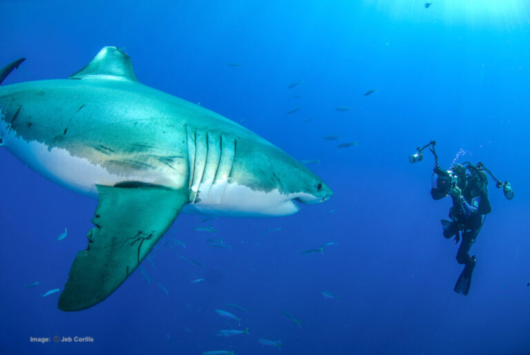 Shark GreatWhite Amos Nachoum underwater photographycopy 1024x685 1 2 768x514